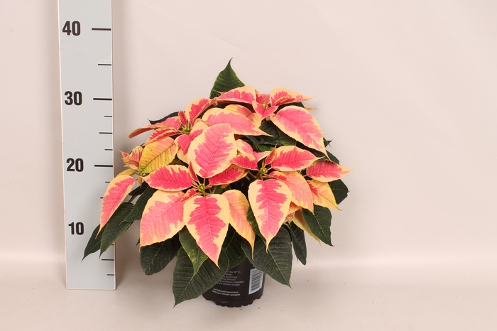 <h4>Poinsettia 13 cm Christmas Feelings Marbella</h4>