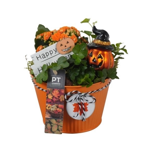 <h4>PTHL8720 Arrangement Halloween in metalen pot</h4>