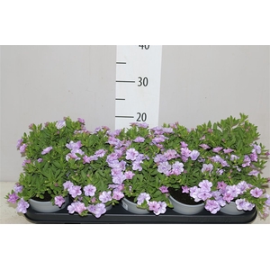 Calibrachoa Doubble Light Blue
