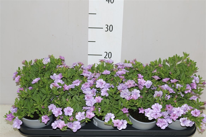 <h4>Calibrachoa Doubble Light Blue</h4>