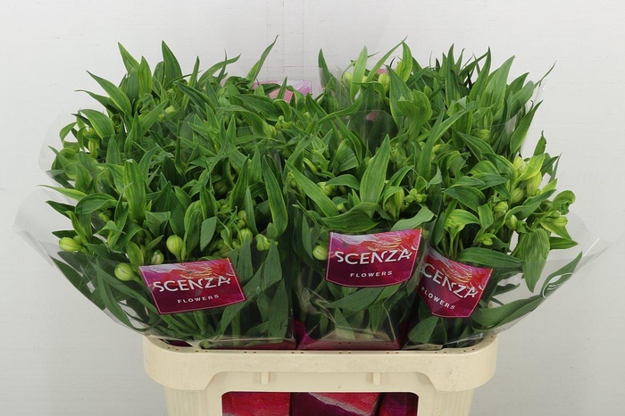 <h4>Alstr Virginia</h4>