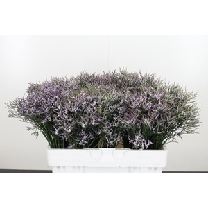 Limonium Sinense Safora Lilac