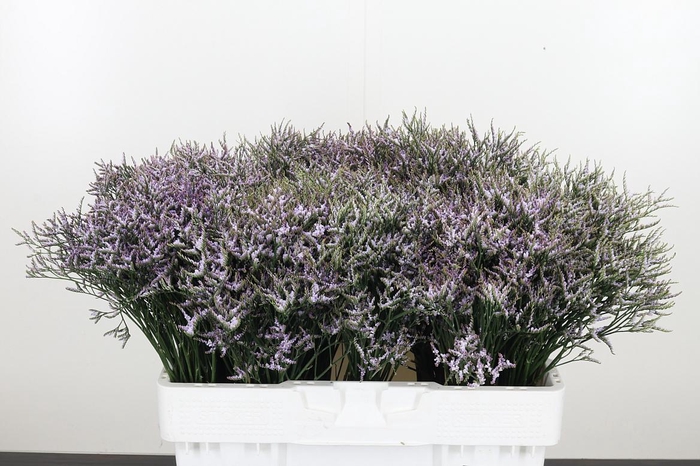 <h4>Limonium Sinense Safora Lilac</h4>