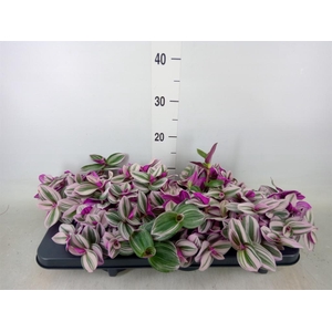 Tradescantia cerinth. 'Nanouk'