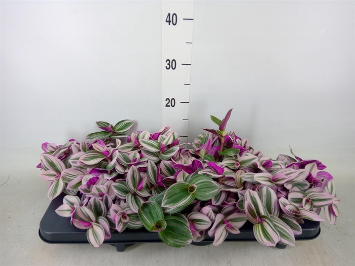 <h4>Tradescantia cerinth. 'Nanouk'</h4>