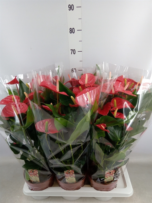 <h4>Anthurium andr. 'Felicita'</h4>