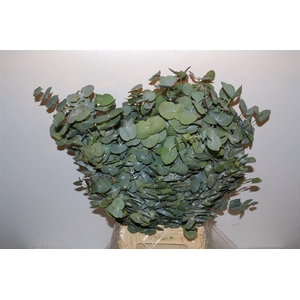 Eucalyptus Cinerea Stem 10 (p. Bos)