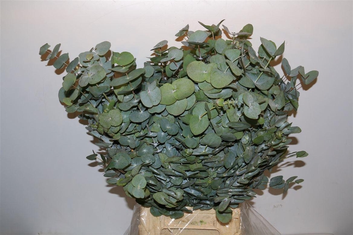 <h4>Eucalyptus Cinerea Stem 10 (p. Bos)</h4>