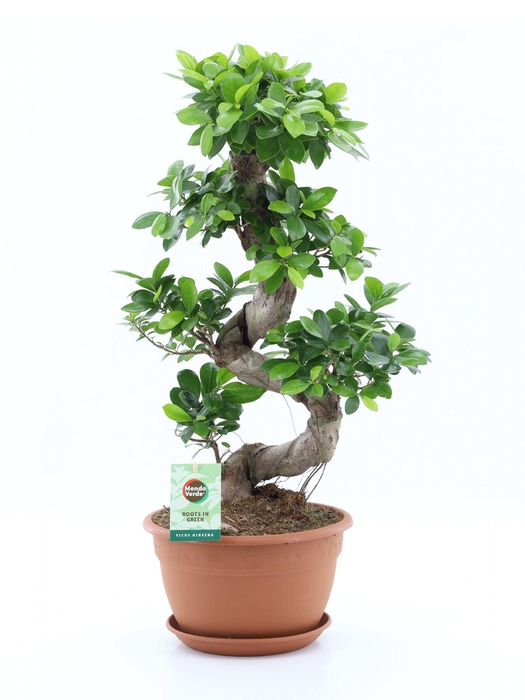 <h4>Ficus Ginseng S type</h4>