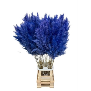 DF Pampas 115cm Cobalt
