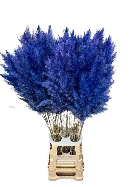 <h4>DF Pampas 115cm Cobalt</h4>