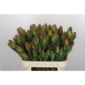 Leucadendron Laurel Yellow