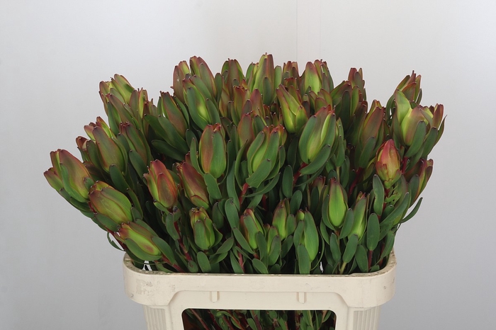 <h4>Leucadendron Laurel Yellow</h4>