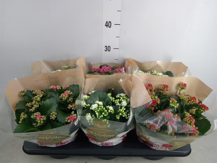 <h4>Kalanchoe blos. 'Rosalina'  ..mix 4</h4>