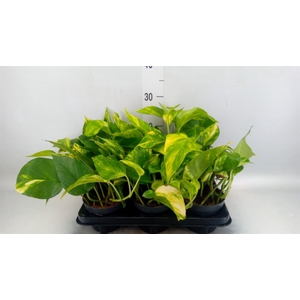 Epipremnum pinn. 'Hicolor'