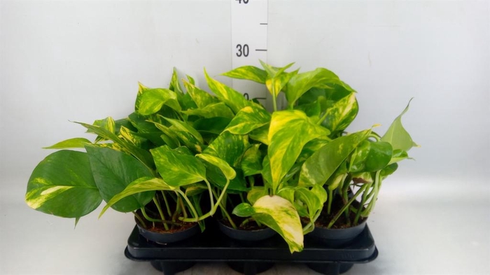 <h4>Epipremnum pinn. 'Hicolor'</h4>