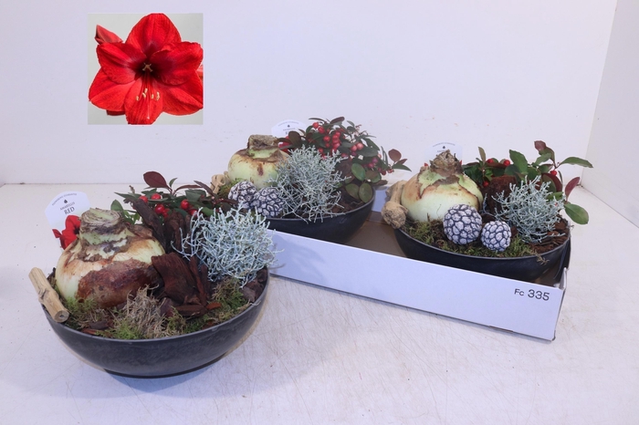 <h4>ARR HIPPEASTRUM</h4>