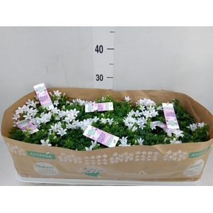 Campanula porten. 'Ambella White'