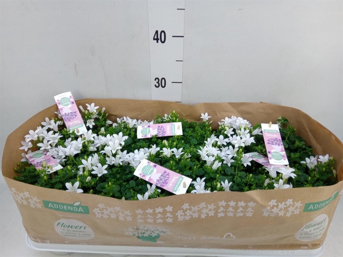 <h4>Campanula porten. 'Ambella White'</h4>