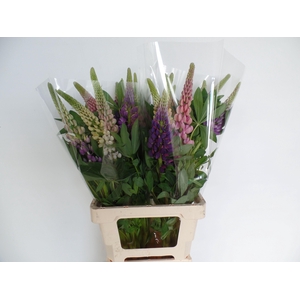 LUPINUS