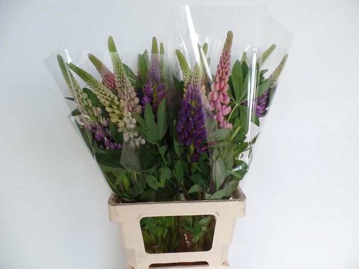 <h4>LUPINUS</h4>