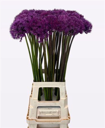 <h4>Allium Purple Sens</h4>