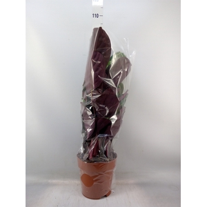 Calathea  'Medallion'