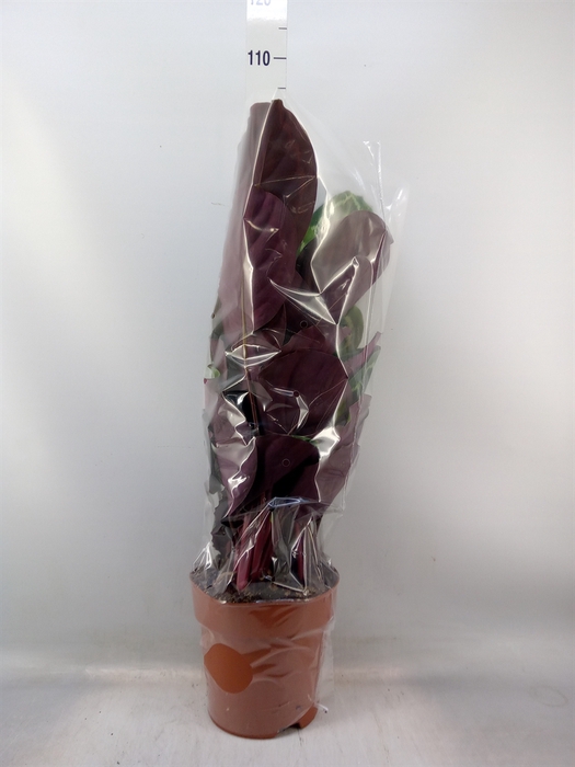 <h4>Calathea  'Medallion'</h4>
