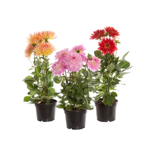 DAHLIA XXL P15