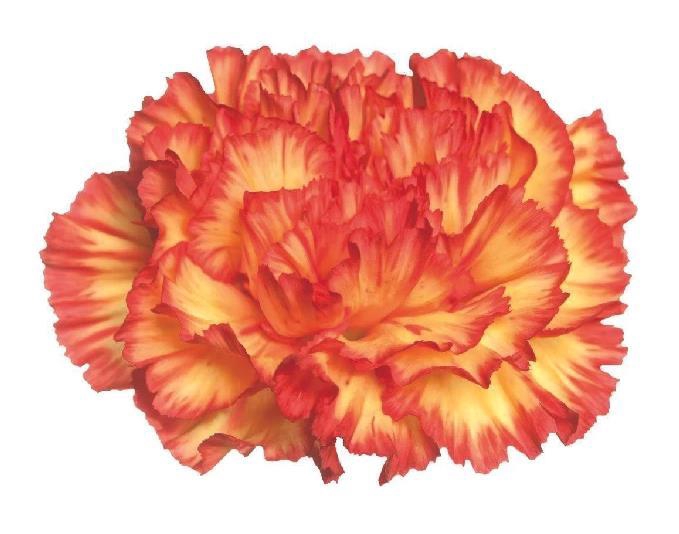 <h4>Di St Zenit</h4>