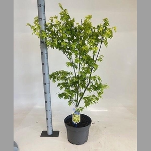 ACER PA AOYAGI