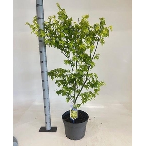 ACER PA AOYAGI