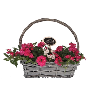 Arr.   Perkplanten L%