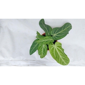 Anturium Villarianum