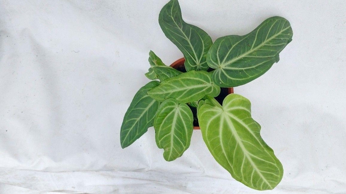 <h4>Anturium Villarianum</h4>