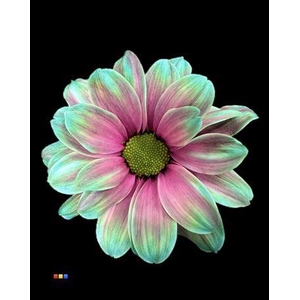 Chr T Kennedy Happy Cherries