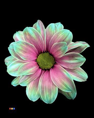 <h4>Chr T Kennedy Happy Cherries</h4>