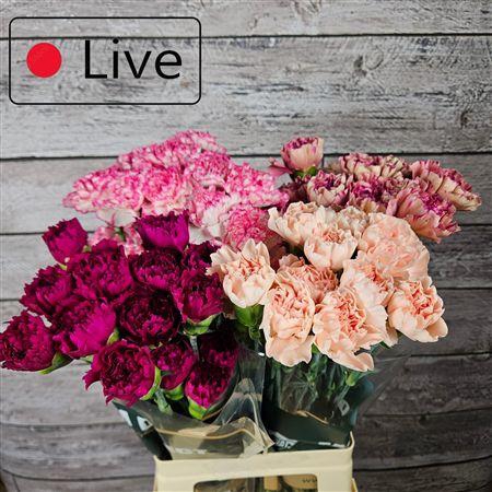 Di St Gemengd In Fust