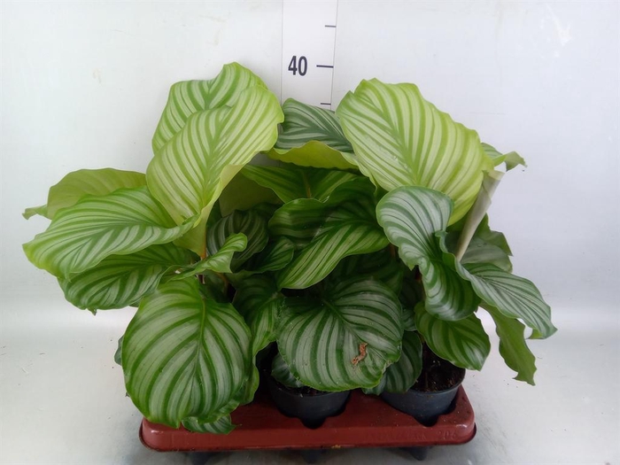 <h4>Calathea orbifolia</h4>