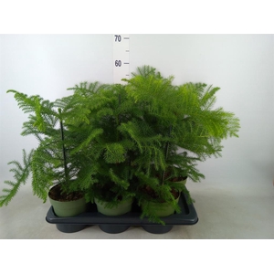 Araucaria heterophylla