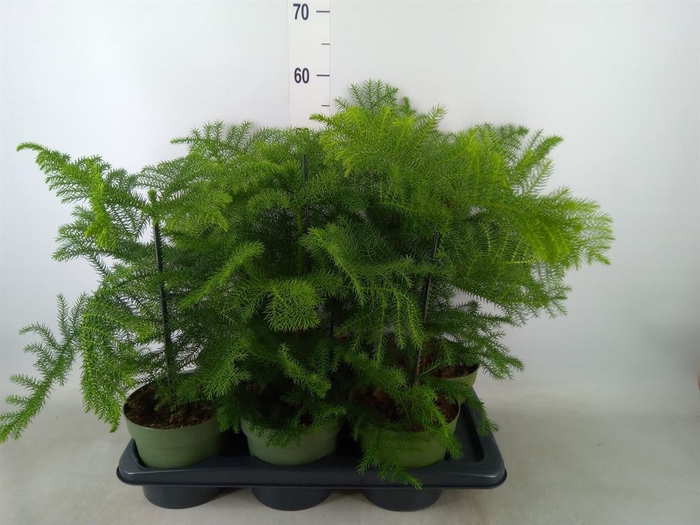 <h4>Araucaria heterophylla</h4>