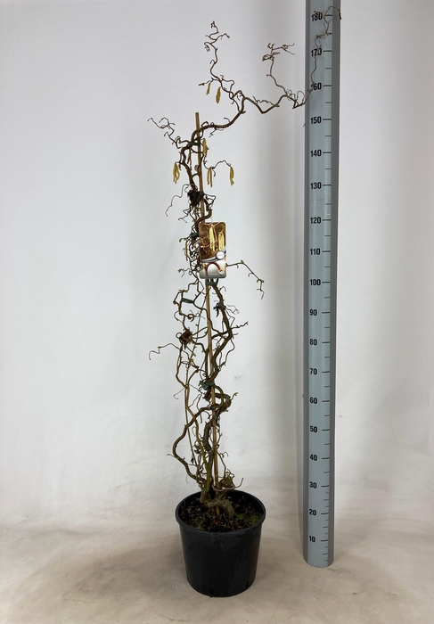 <h4>CORYLUS A CONTORTA</h4>