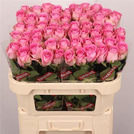 <h4>R Gr Revival</h4>