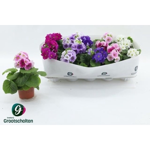 PRIM OB SWEETK A GEM