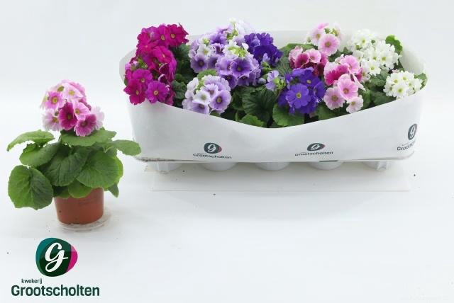 <h4>PRIM OB SWEETK A GEM</h4>