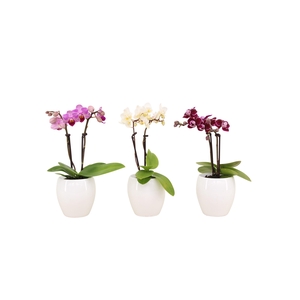 Lisa White Tiny Dolls Mix 2T10+ Aqu@