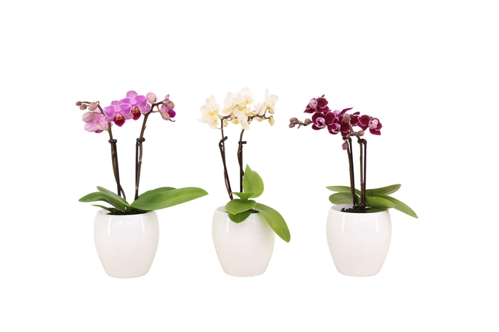 <h4>Lisa White Tiny Dolls Mix 2T10+ Aqu@</h4>