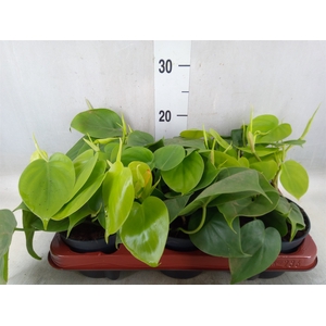 Philodendron scand.