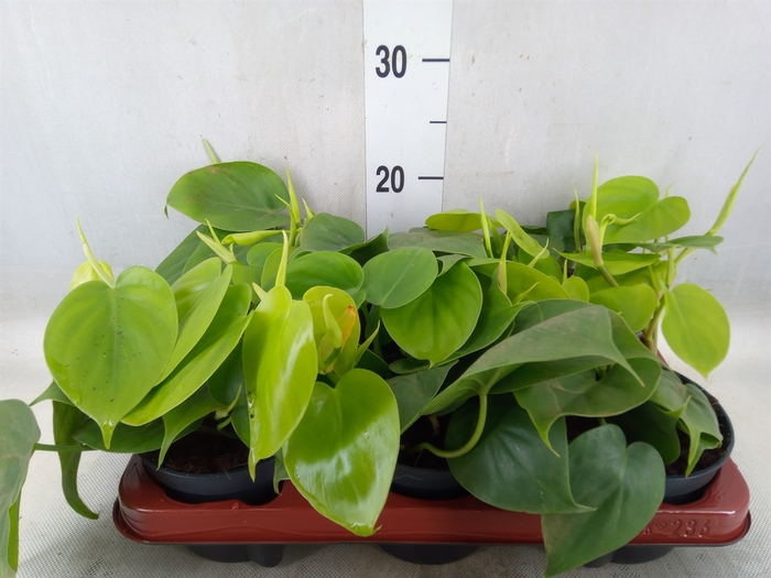 <h4>Philodendron scand.</h4>