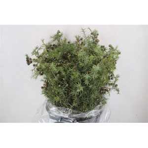 Jenever Berry 300gr P Bunch